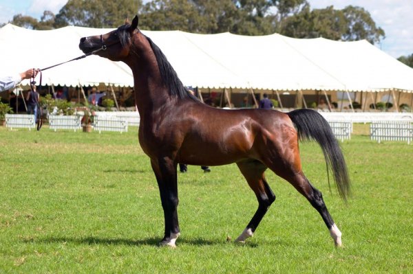 Лошадь Арабская (гнедая)