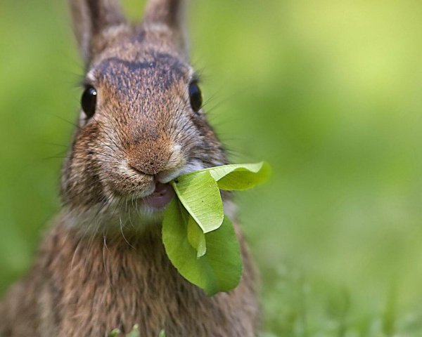 zayac-gryzet-yablonyu-2