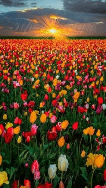 Прекрасную половину поздравляю с 8 марта! Желаю здоровья...