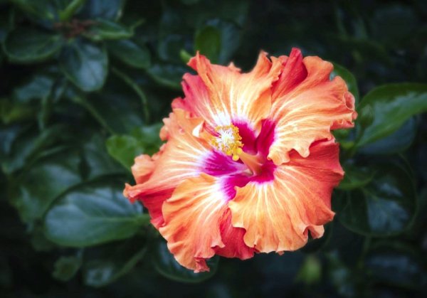 Гибискус гавайский (Hibiscus clayi, Kokio ula)