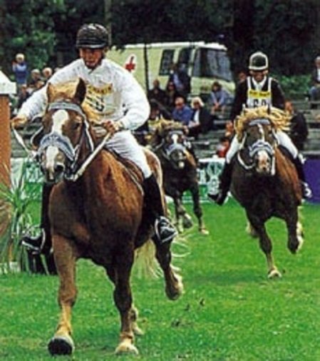 Южно-германская порода лошадей (4)