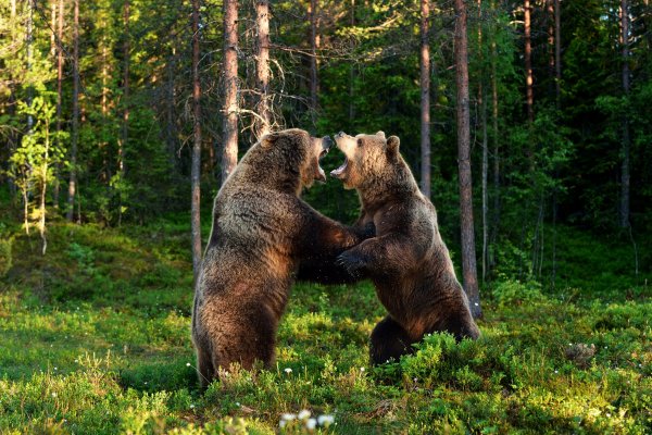 Medvedi-burye-les-borba-soperniki-konkurenty