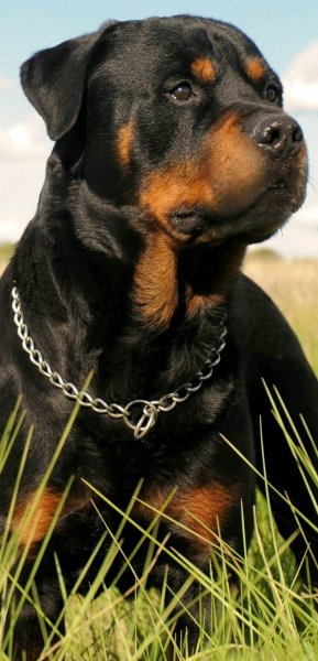 Rottweiler-89373c52-da8b-44ab-8b7b-dfbc45a830bf