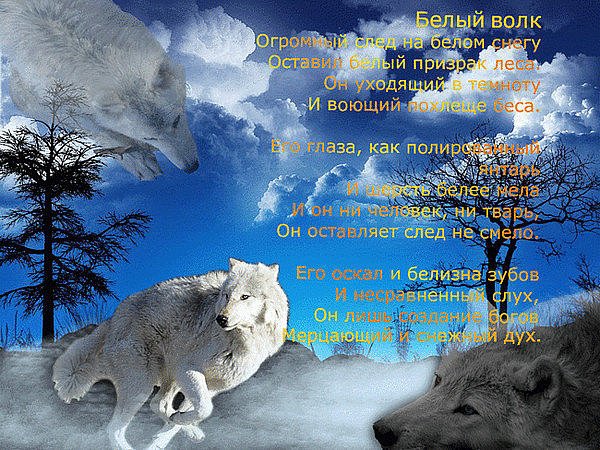 Волк