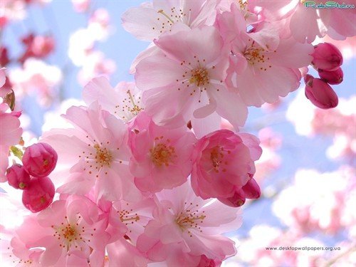 file_86458257
