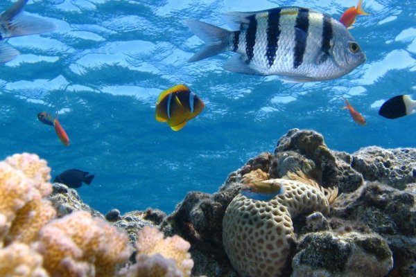 Reef 9