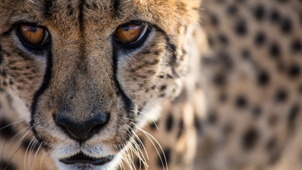 gepard-dikaya-koshka-hischnik-6939
