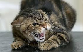 Взбешенный кот