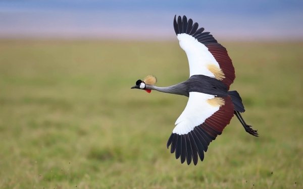 журавль крылья полет птица серый..file