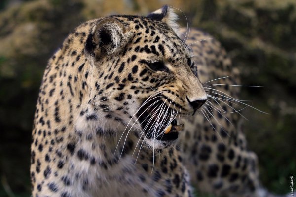 leopard-dikaya-koshka-hischnik-33