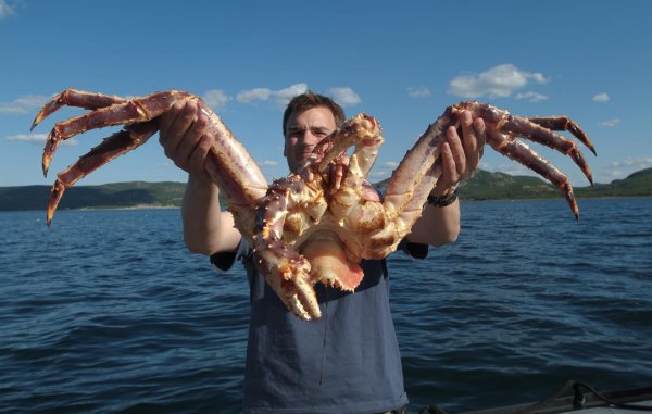 king-crab (Copy)