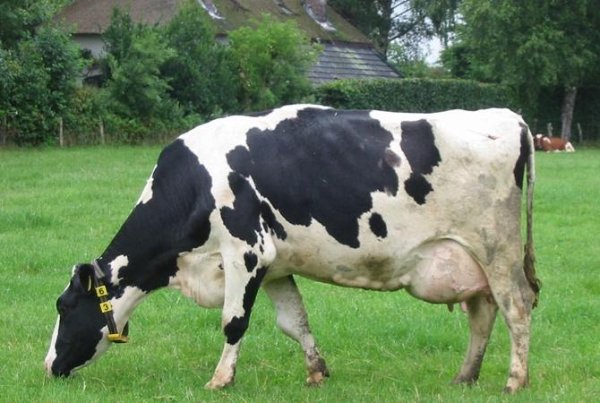 мычание коровы