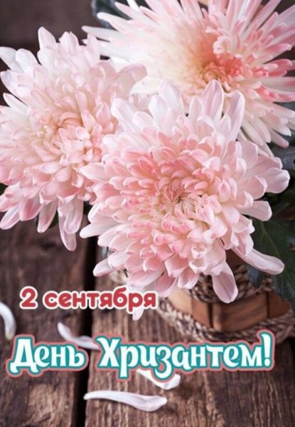Открытка 2 сентября день хризантем
