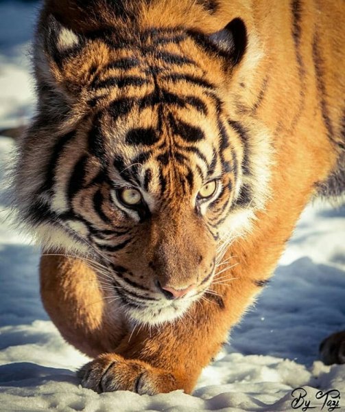 Тигр