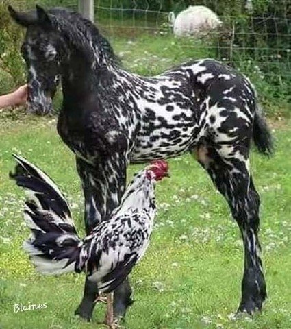 Жеребёнок