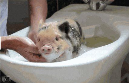милота, поросeнок