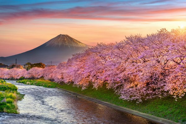 vishnia-vesna-iaponiia-sakura-japan-tsvetenie-pink-blossom-1