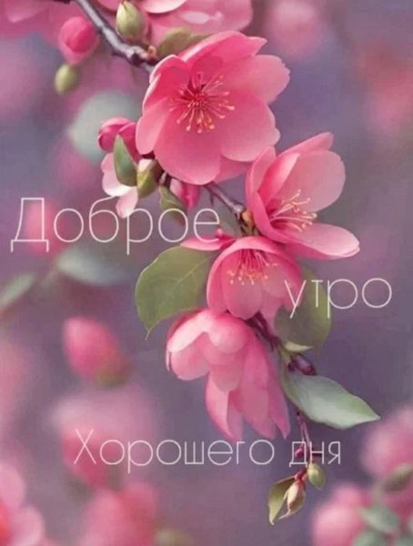 Доброе утро Хорошего дня