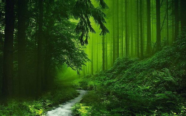 Earth-forest-fog-greenery-nature-stream-tree-740092