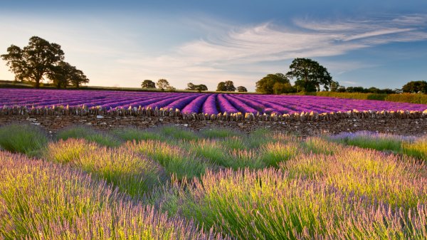 SomersetLavender ROW3782254470 UHD