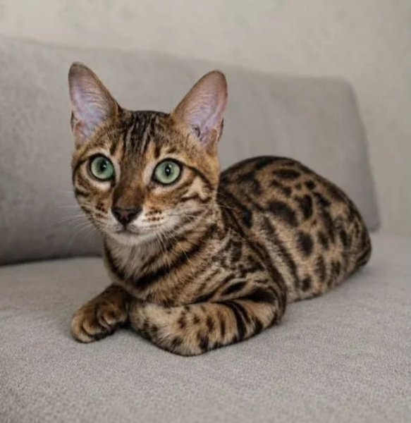 Котейка