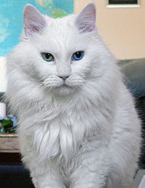 Белый кот