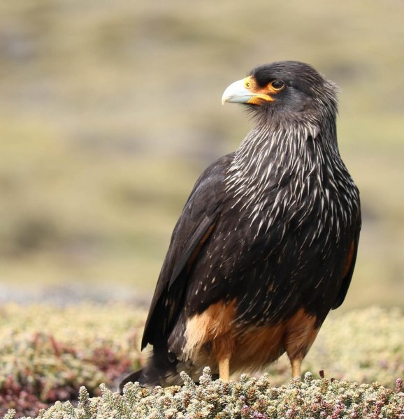 ЮЖНАЯ ГОРНАЯ КАРАКАРА