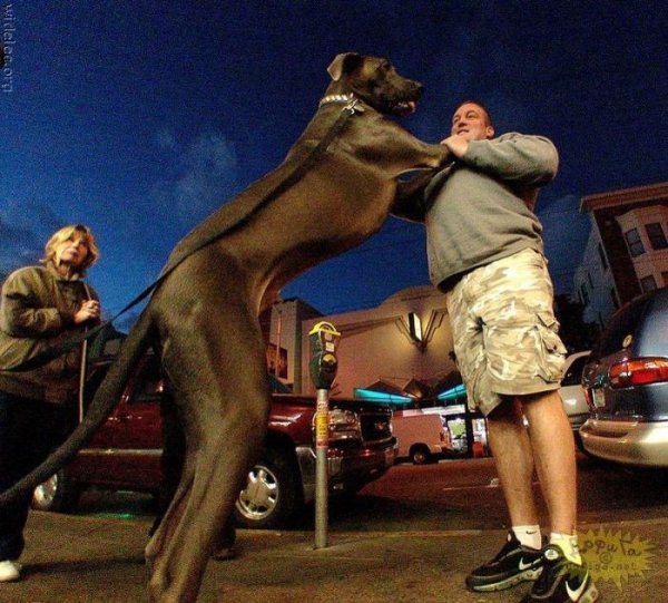 Большой парень