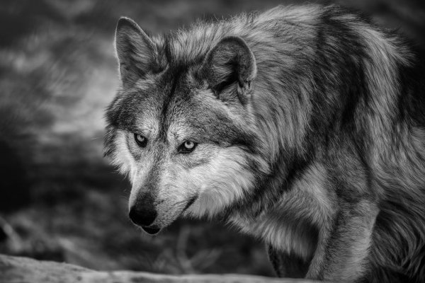 file_90086599