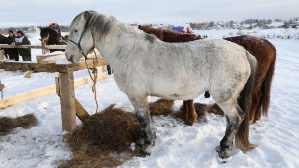 Лошадь Мезенская