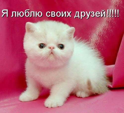 Я люблю своих друзей