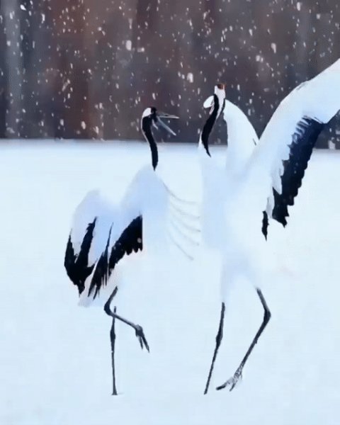 Танец птиц ВЕЛЮР