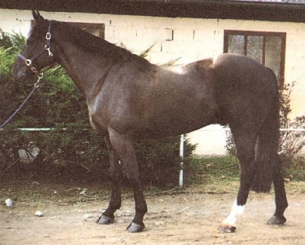 Ирландский гунтер (2)