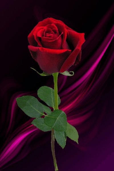 Роза Тебе,любимая