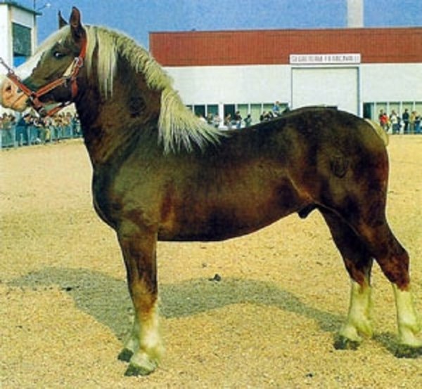 Итальянский тяжеловоз (3)