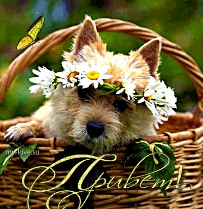 Анимированная открытка привет ромашки