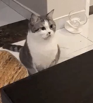 Шо це!??