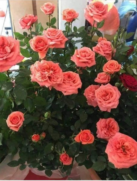 IMG 20191001 040011