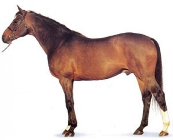 Французский селль (3)