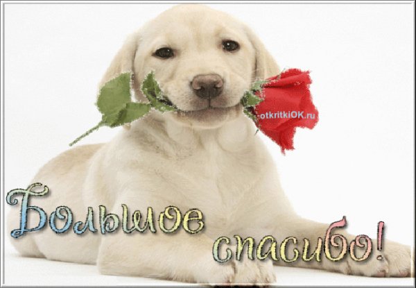 Большое спасибо!
