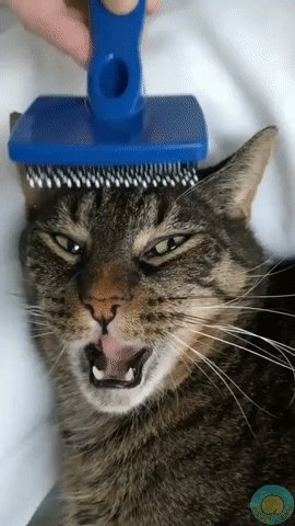 da43446c94699e50f073fef355f5a92c97d2988d23be3f27682e22d02ce1d