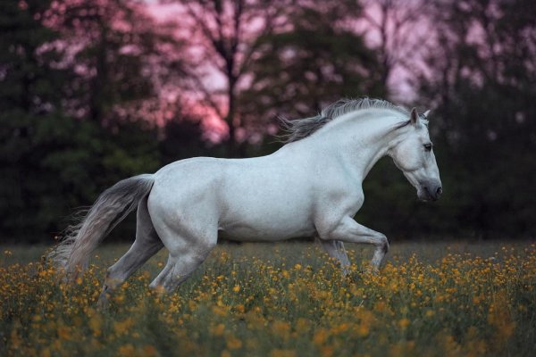 Андалузская порода лошадей (3)