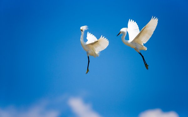 Birds of Many Feathers 10