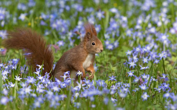 Springtime Animals 3