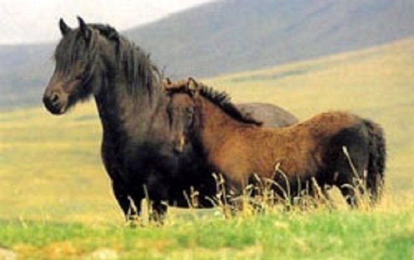 Фелл (пони) (5)