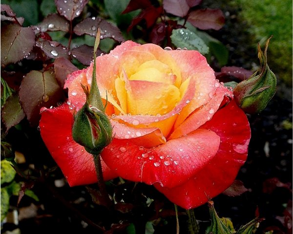 бриллиантовая