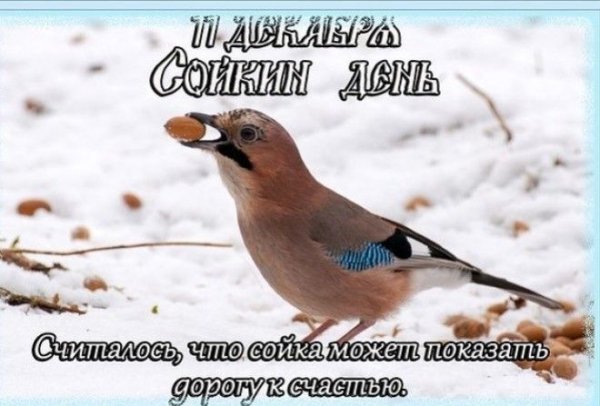 Сойкин день.!