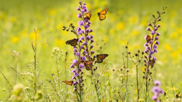 PollinatorMonarch ROW8945546018 UHD