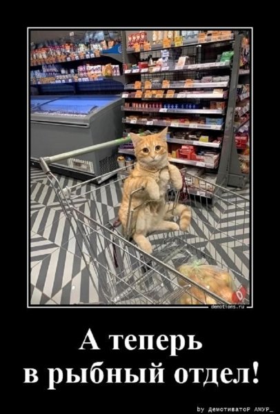 Шеф, в рыбный отдел