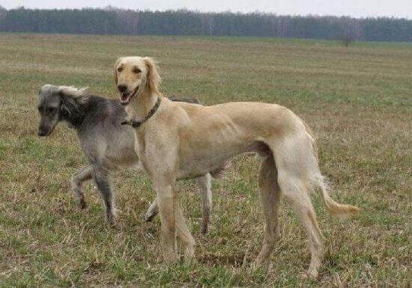 Тазы